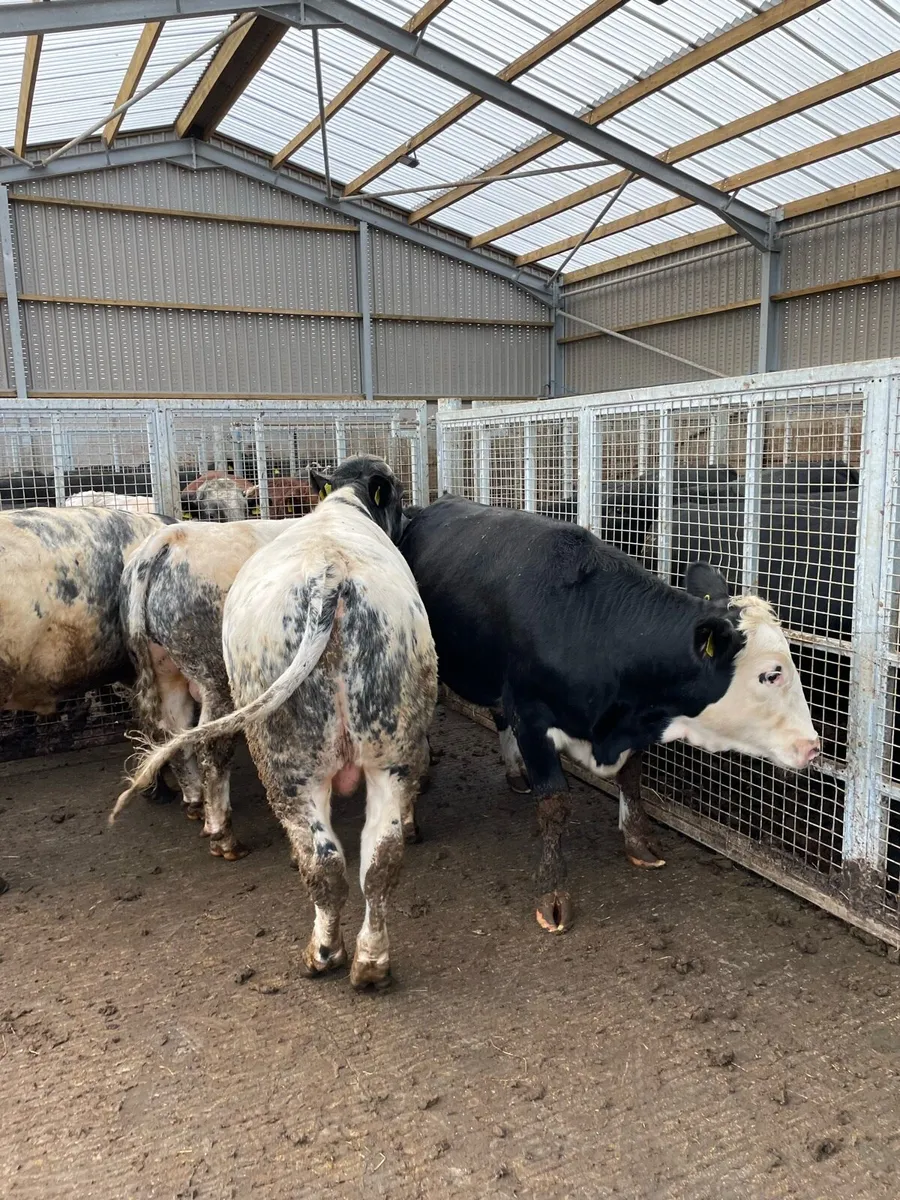 Bulls - Image 2