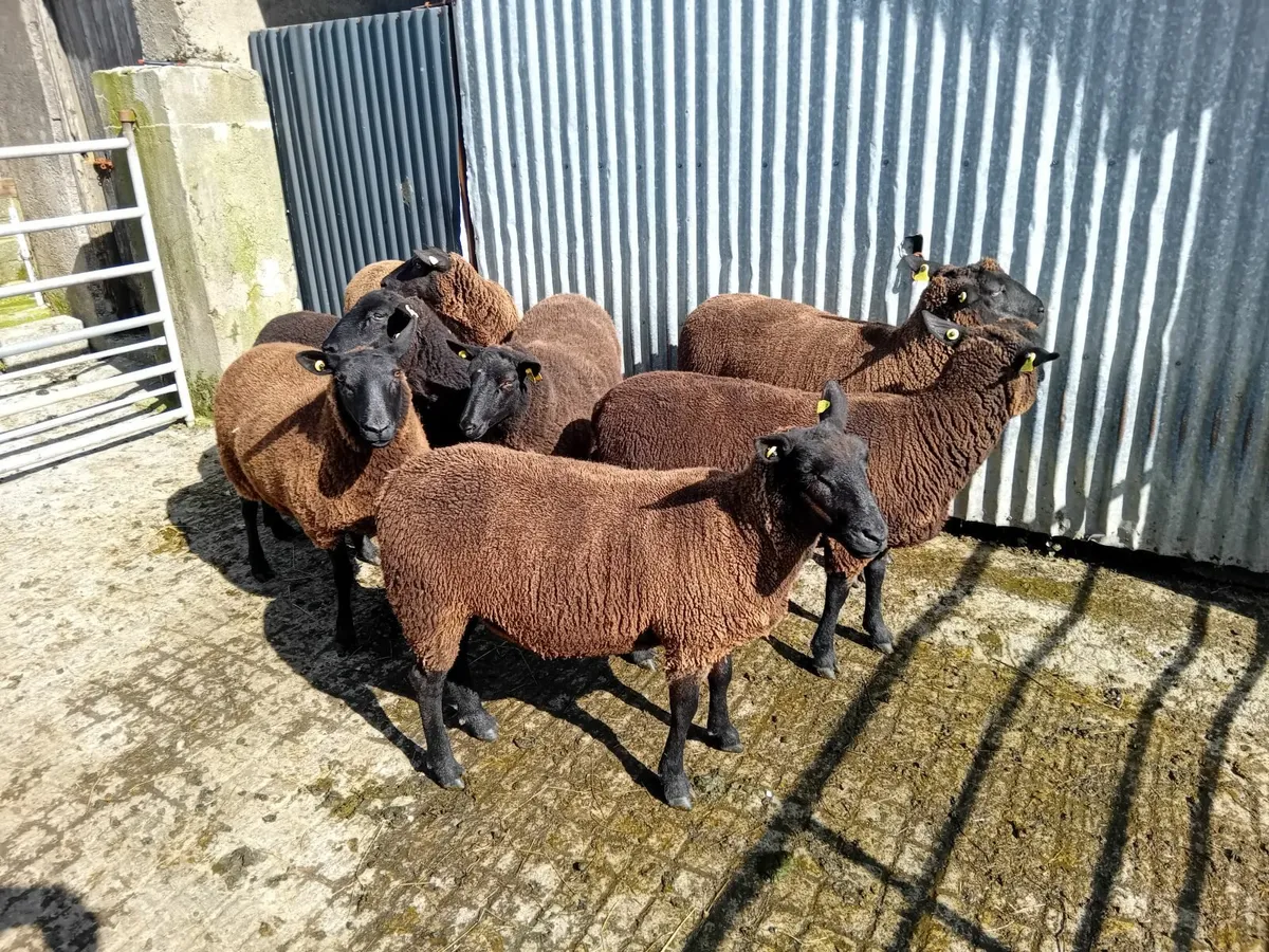 Hoggets - Image 1