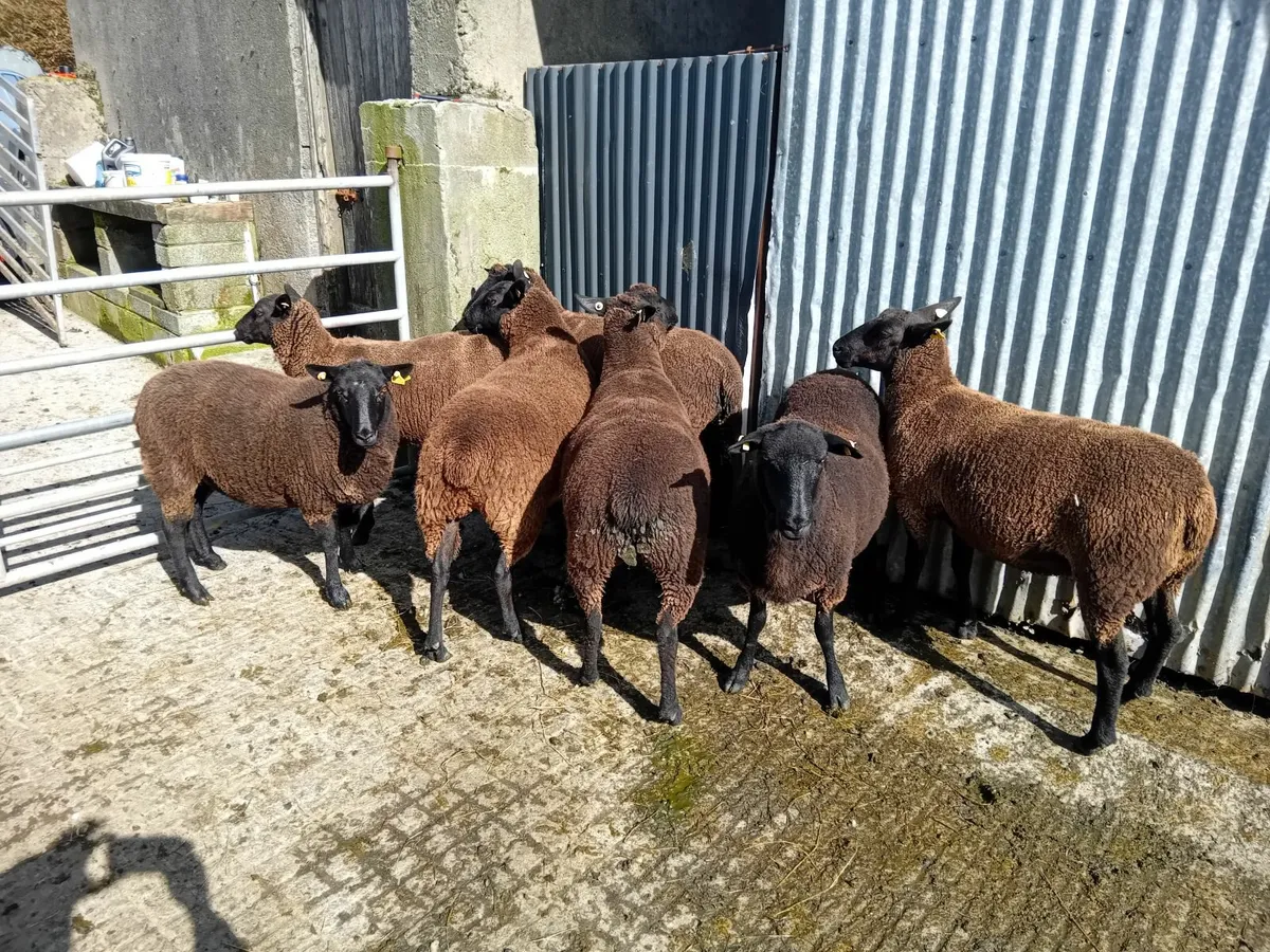 Hoggets - Image 2
