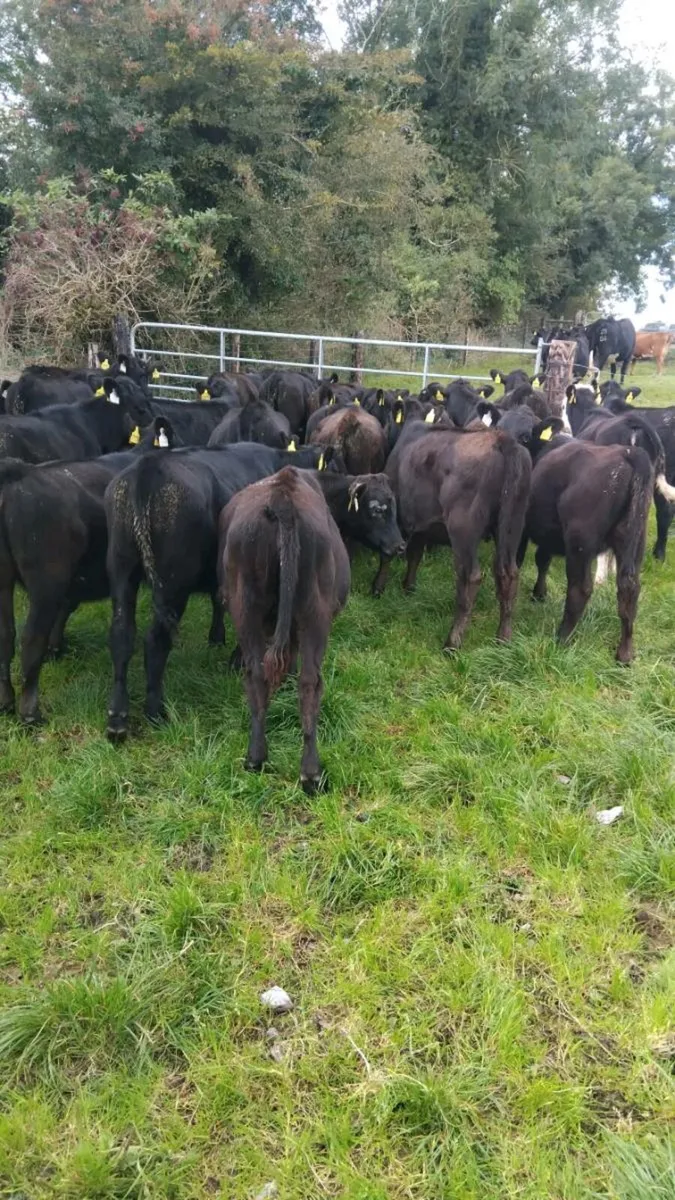 Weanlings - Image 2