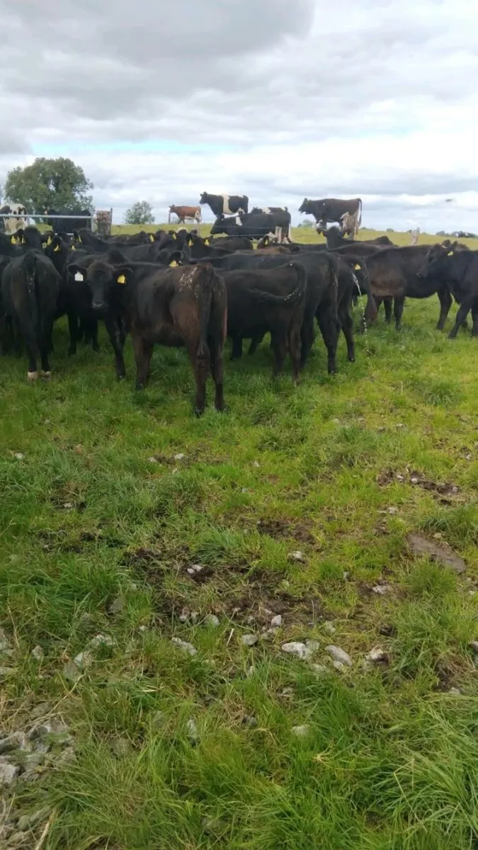 Weanlings - Image 3
