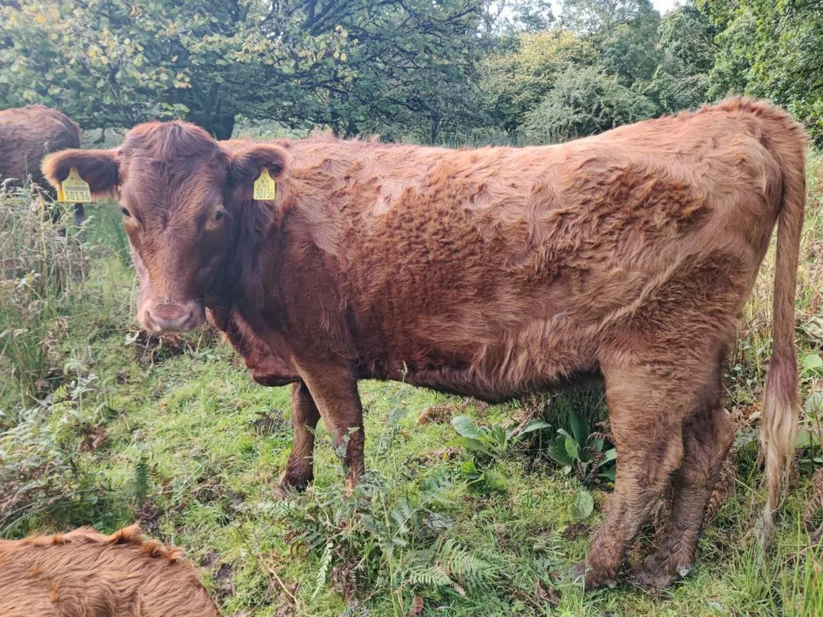 Heifer - Image 1
