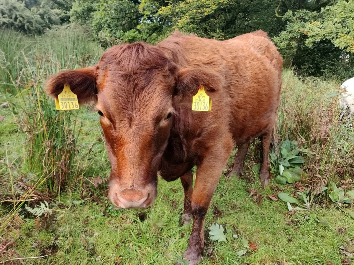 Heifer - Image 2