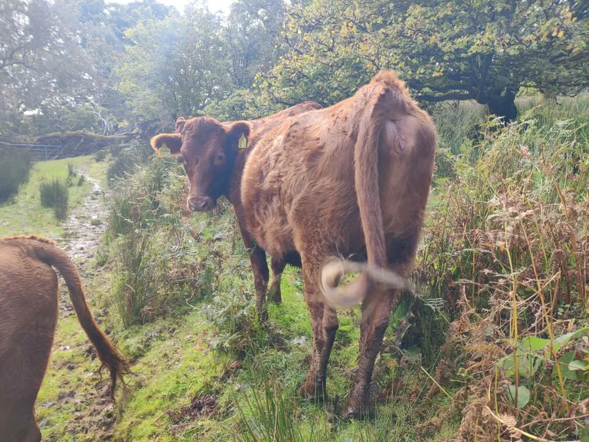 Heifer - Image 3