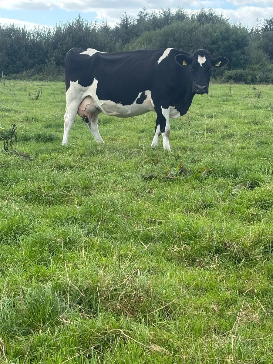9  point of calving and calved cows  for sale - Image 2