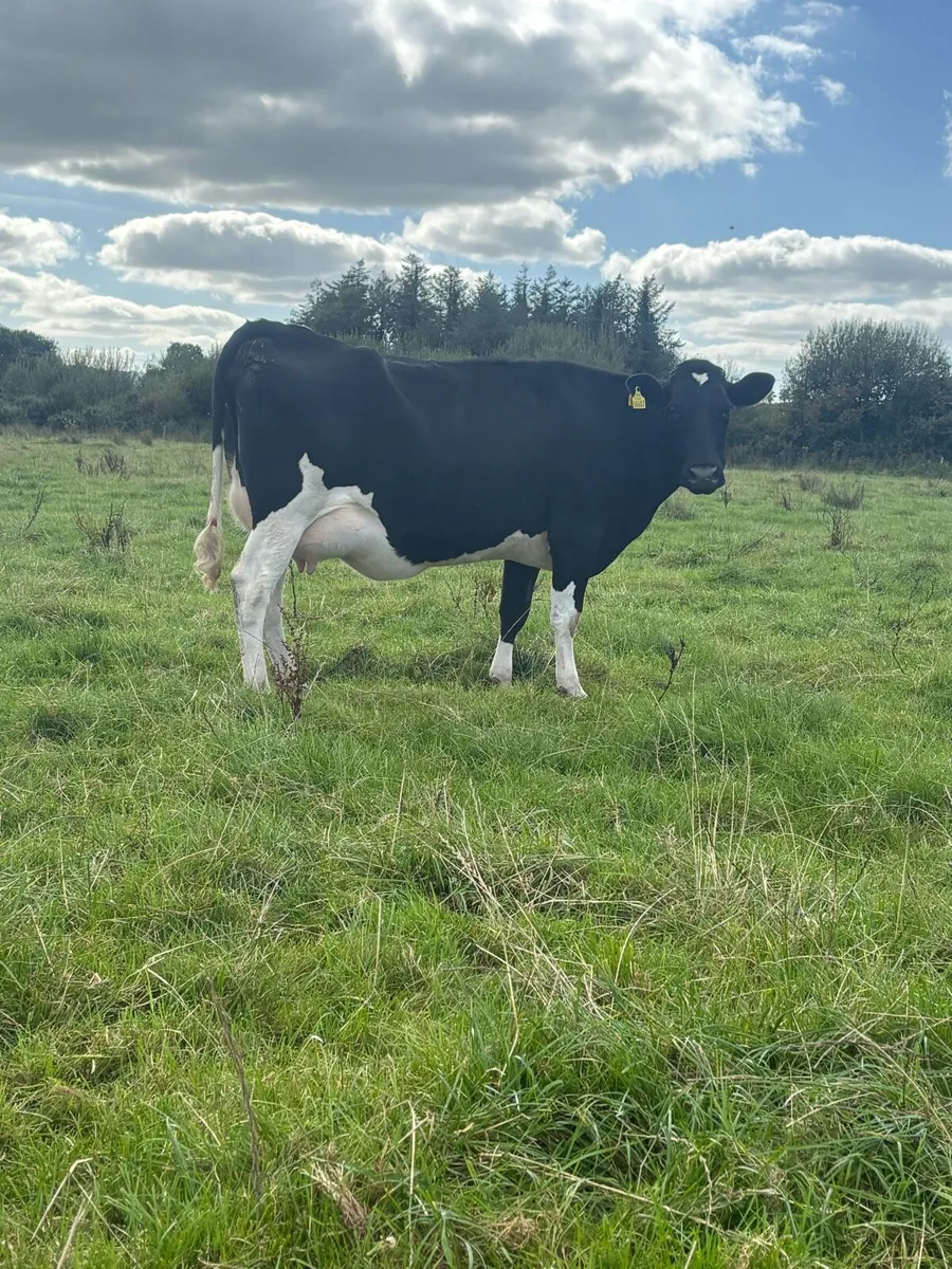 9  point of calving and calved cows  for sale - Image 1