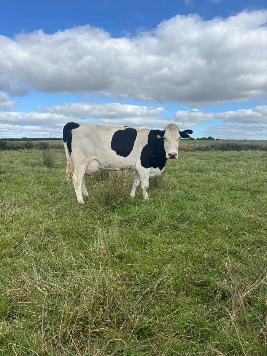 9  point of calving and calved cows  for sale - Image 4