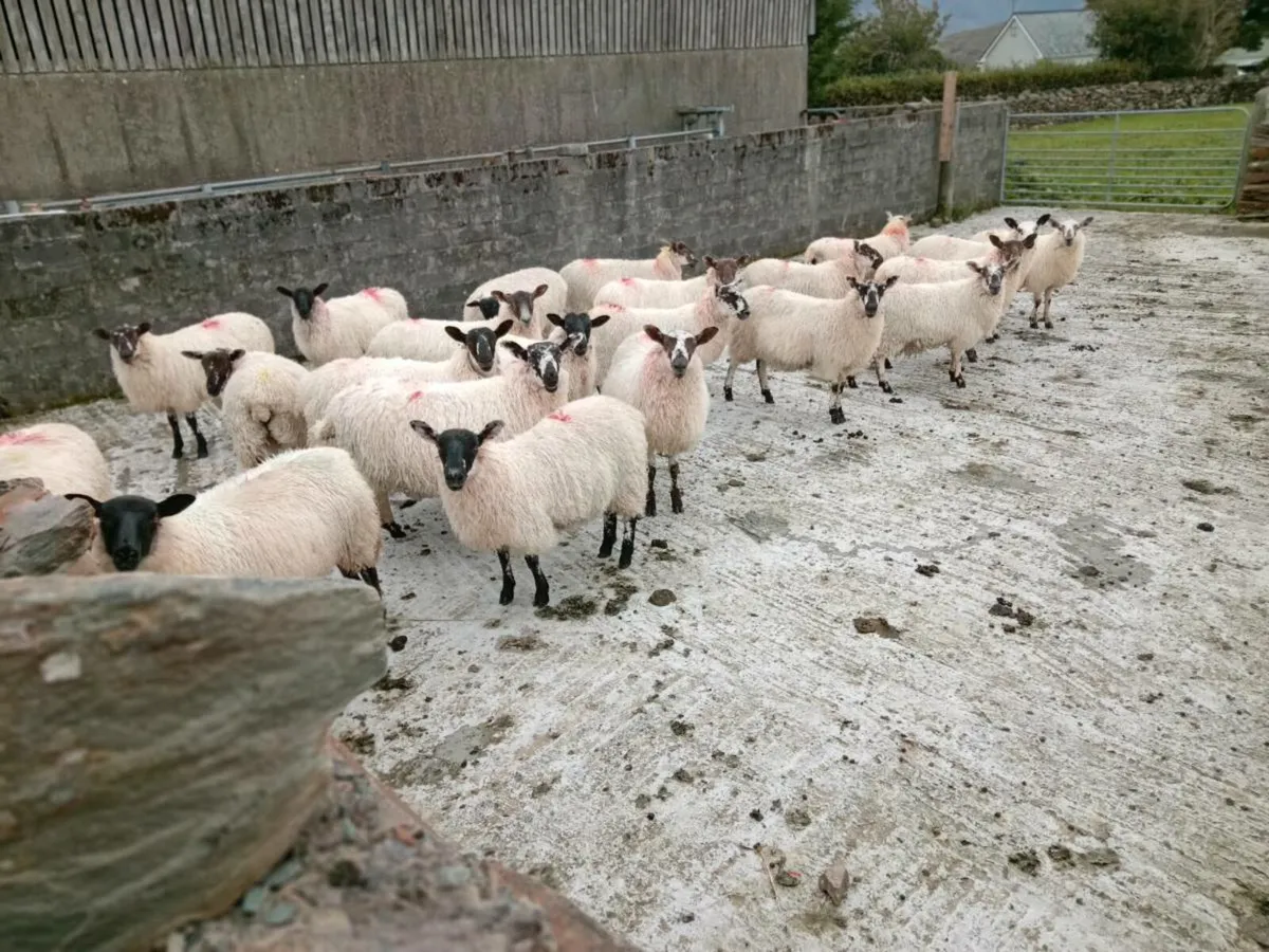 Mule ewe lambs - Image 4