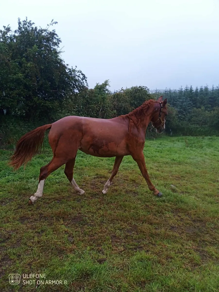 Quality filly 💗 - Image 2