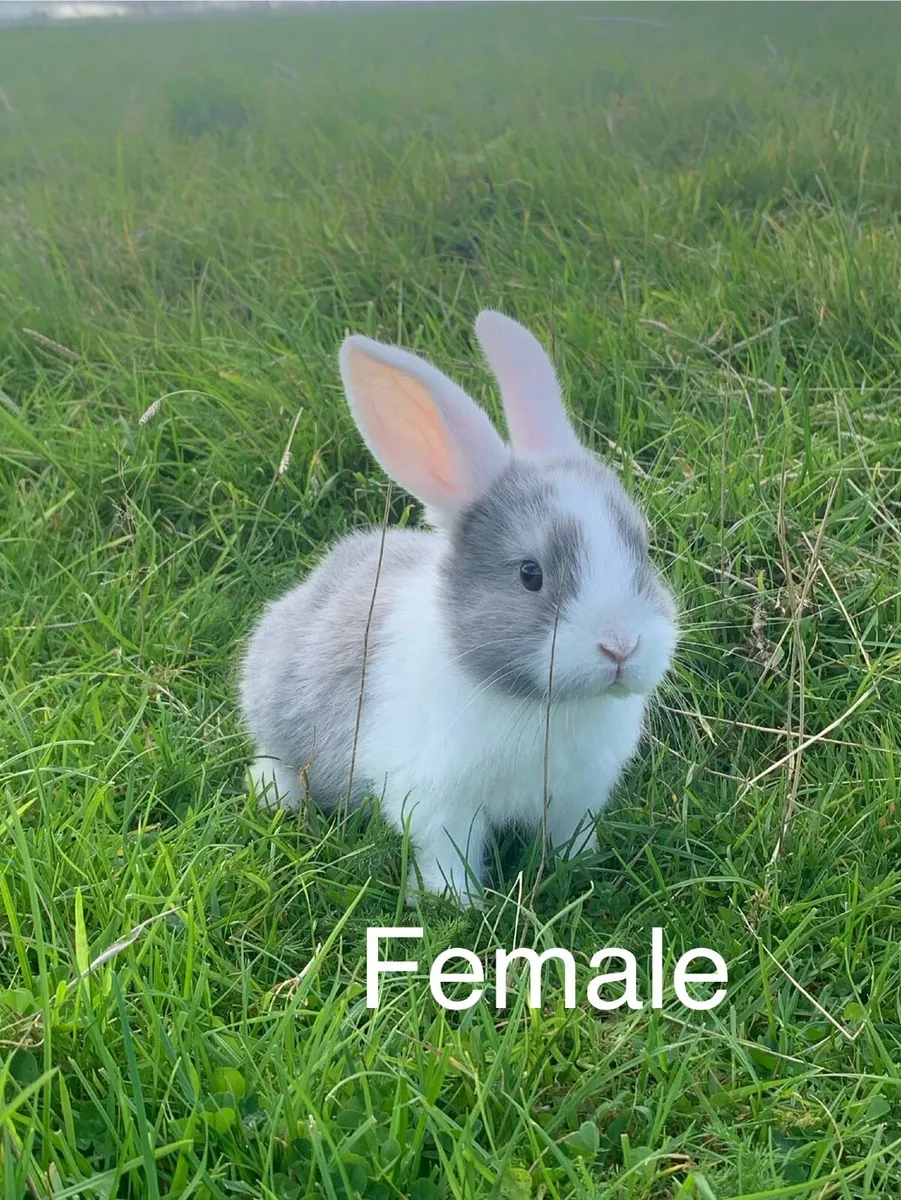 Rabbits and Hutches - Image 2