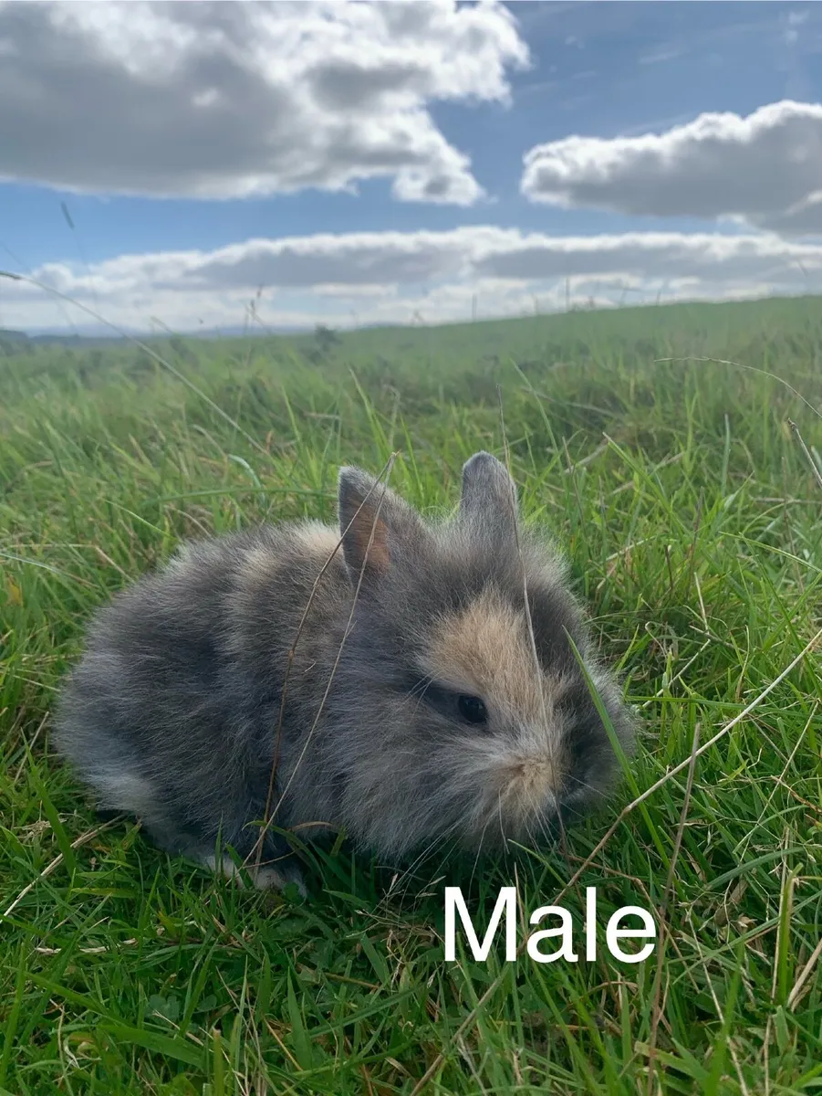 Rabbits and Hutches - Image 1