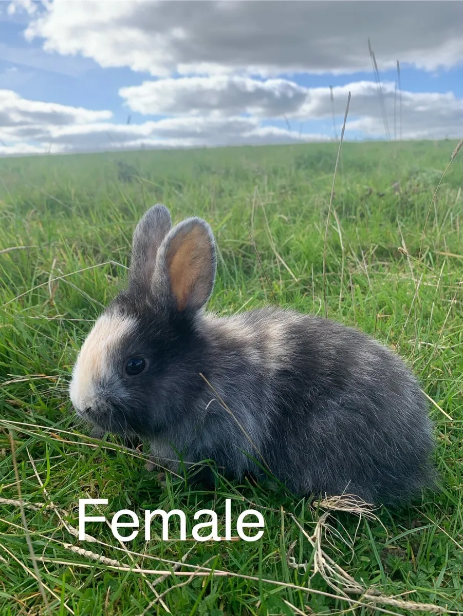 Rabbits and Hutches - Image 3