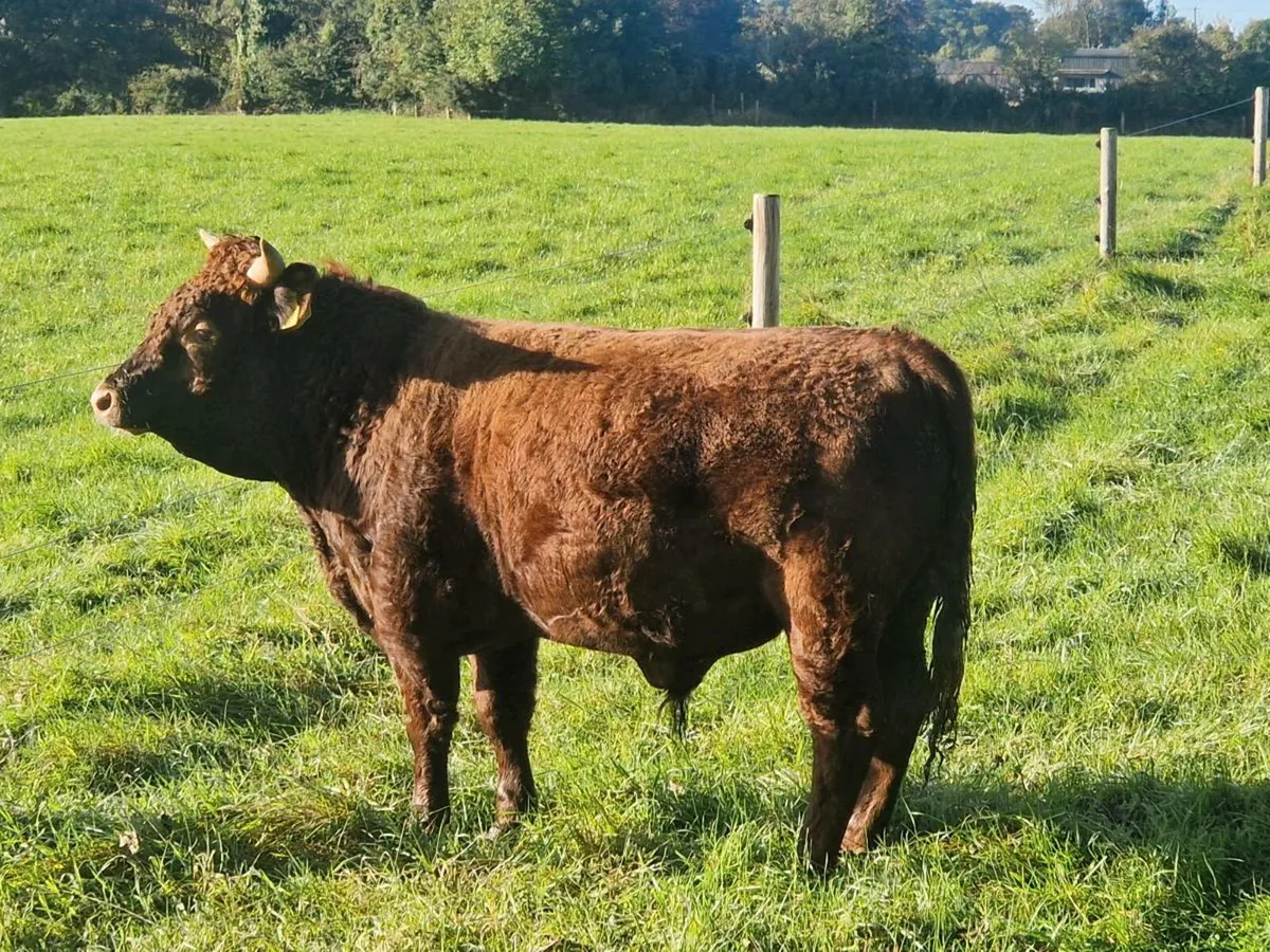 Registered Dexter bull organic - Image 2