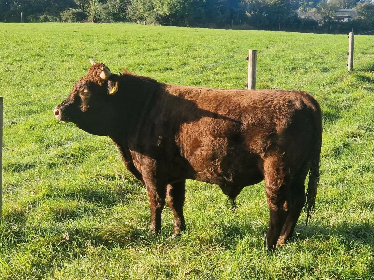 Registered Dexter bull organic - Image 3