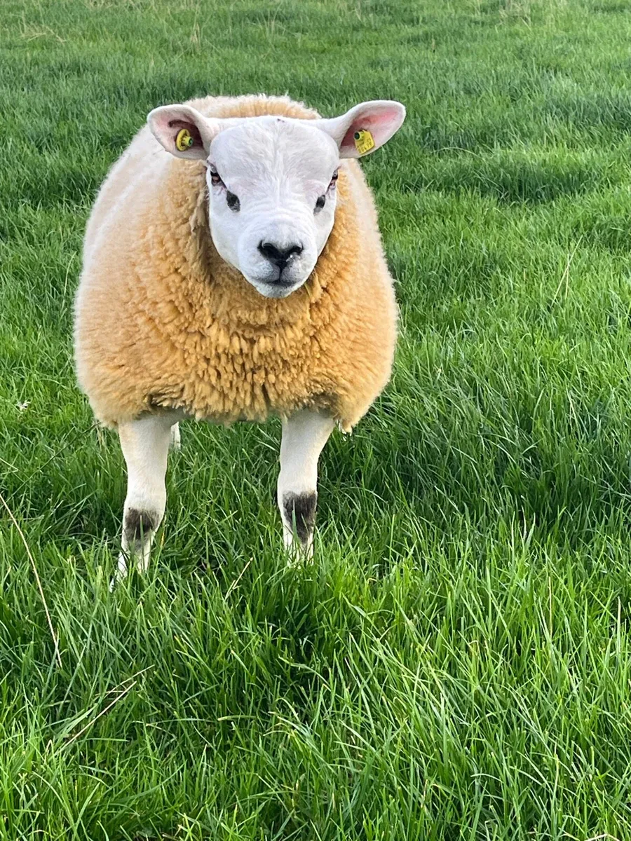 Pedigree Texel ram - Image 2