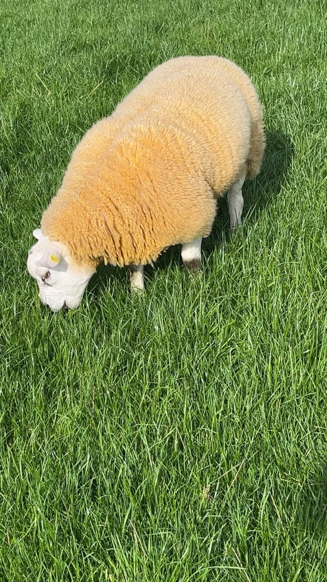 Pedigree Texel ram - Image 4