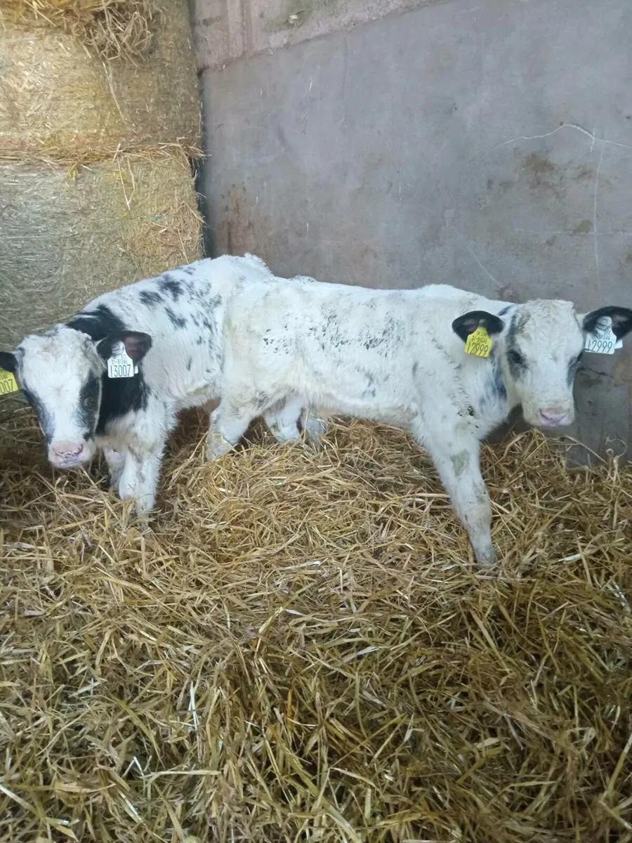 3 smashing blue bull calves - Image 1