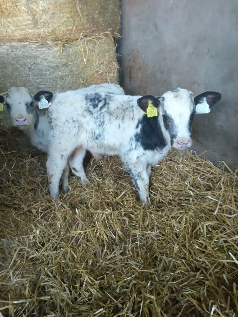 3 smashing blue bull calves - Image 2