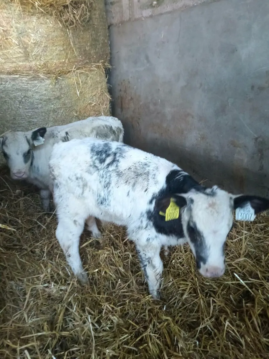 3 smashing blue bull calves - Image 3