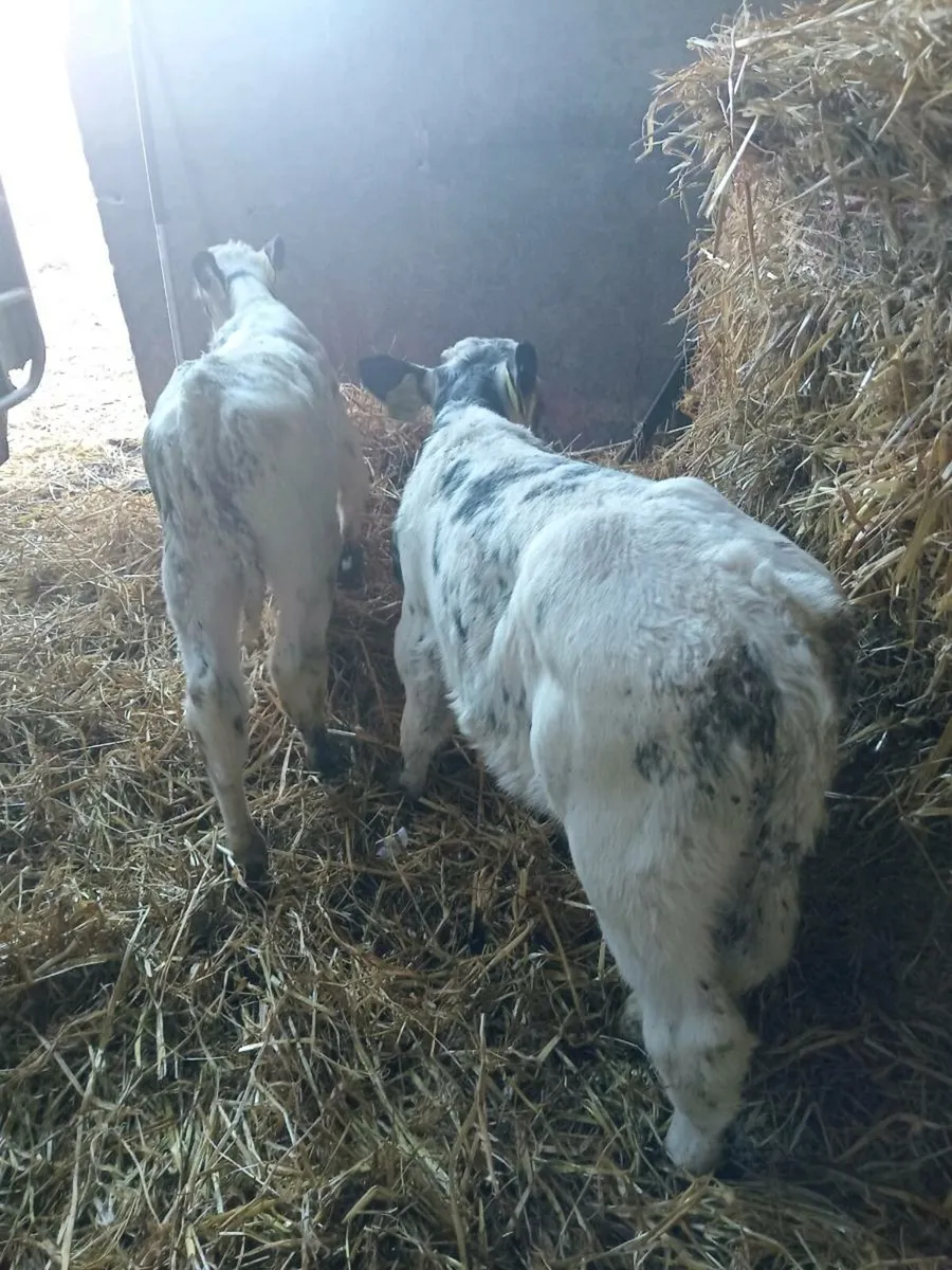3 smashing blue bull calves - Image 4