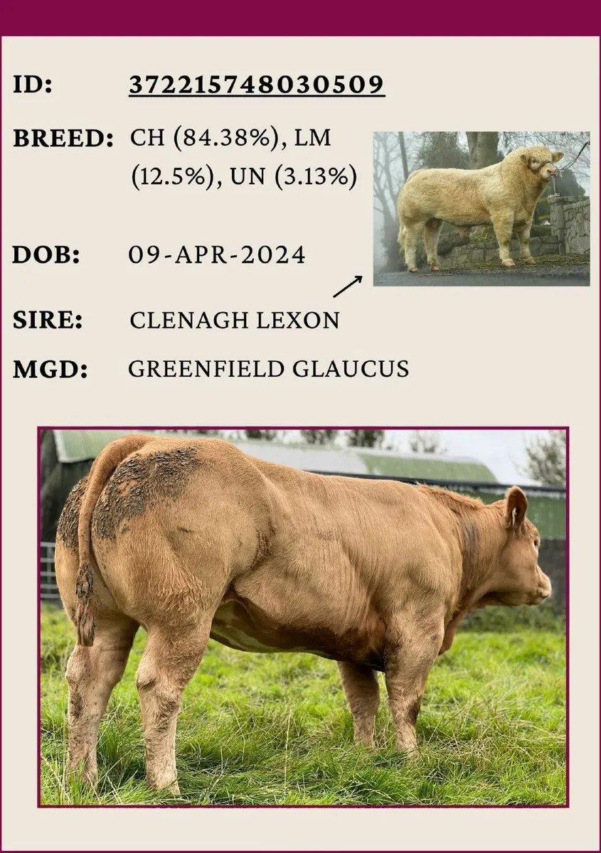 Smashing Breeding Heifer - Image 2