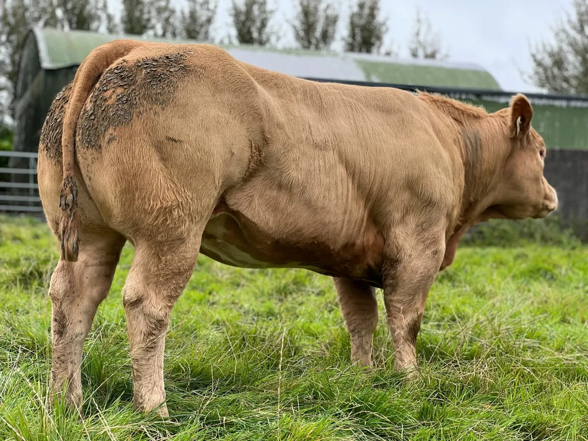 Smashing Breeding Heifer - Image 1