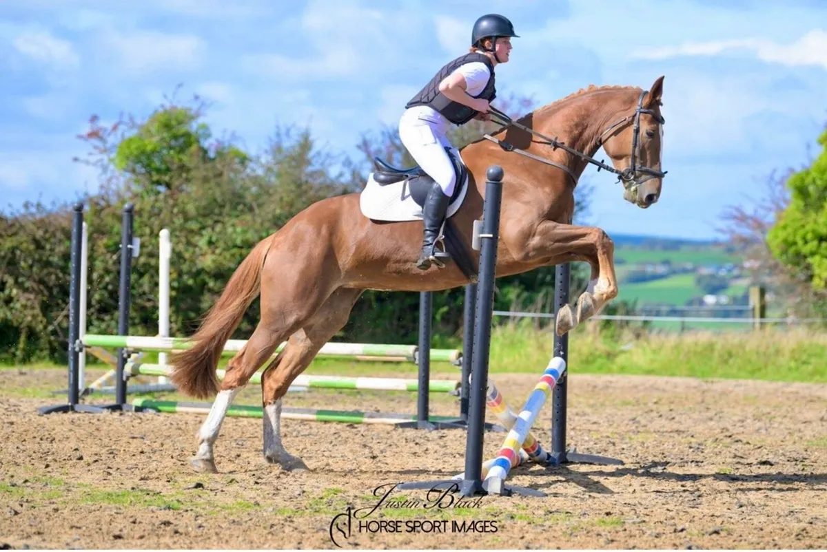 Irish Draught  Riding Club / Broodmare filly - Image 2