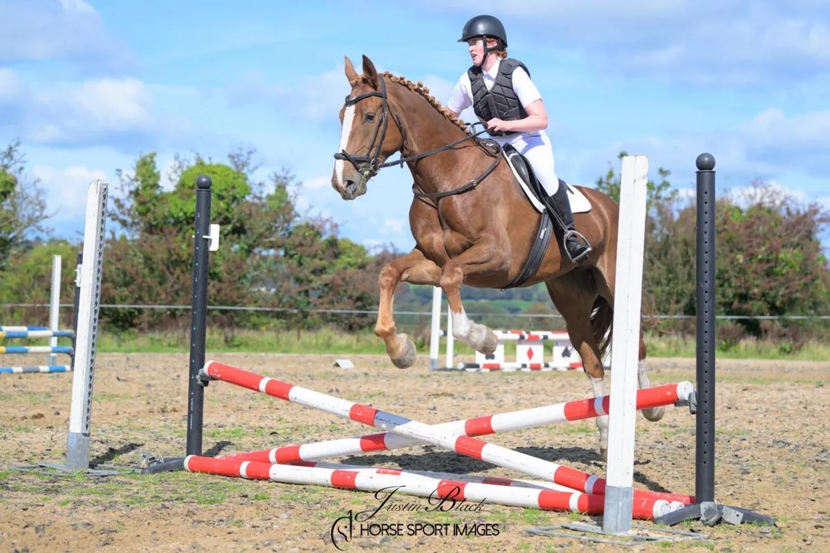 Irish Draught  Riding Club / Broodmare filly - Image 3