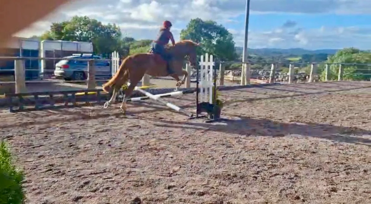 Irish Draught  Riding Club / Broodmare filly - Image 4