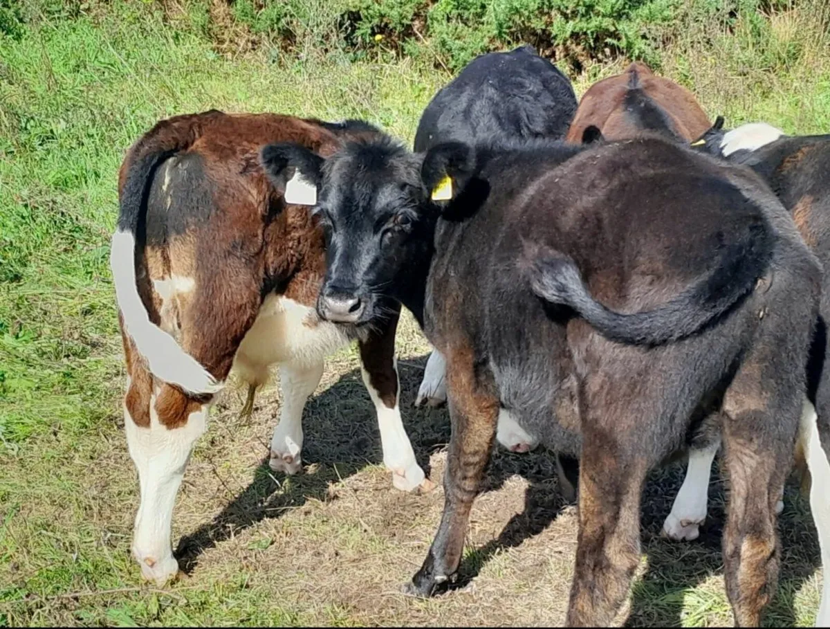 Cattle - Image 1
