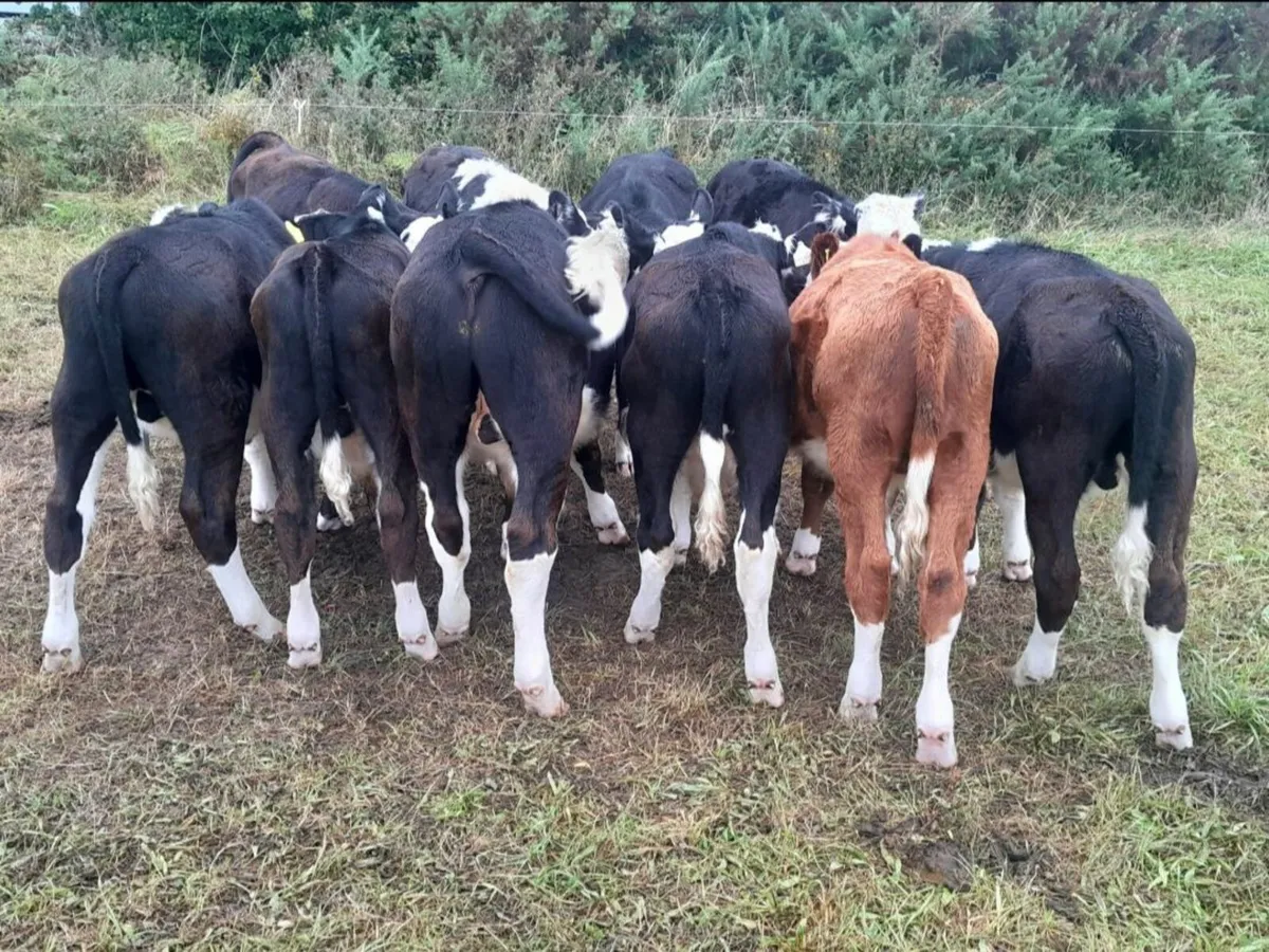 Cattle - Image 2