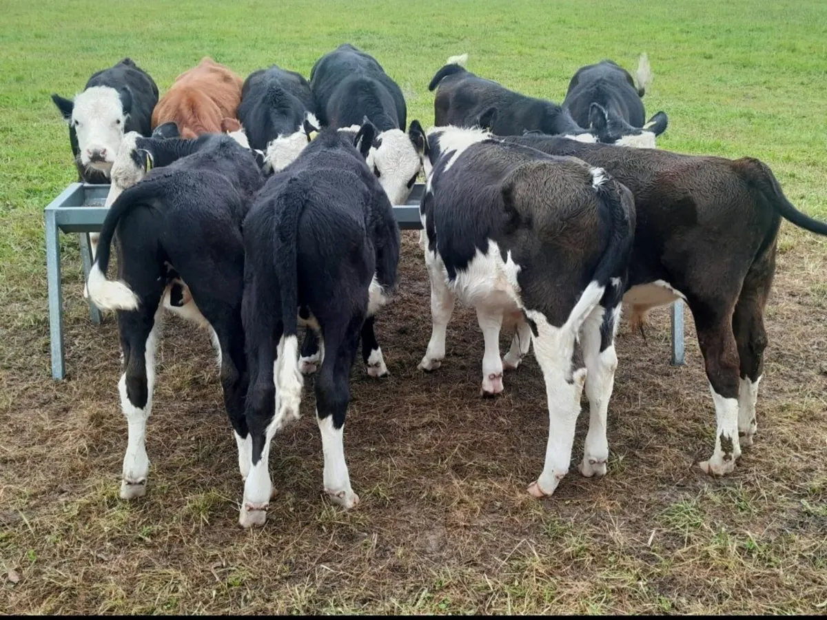 Cattle - Image 3