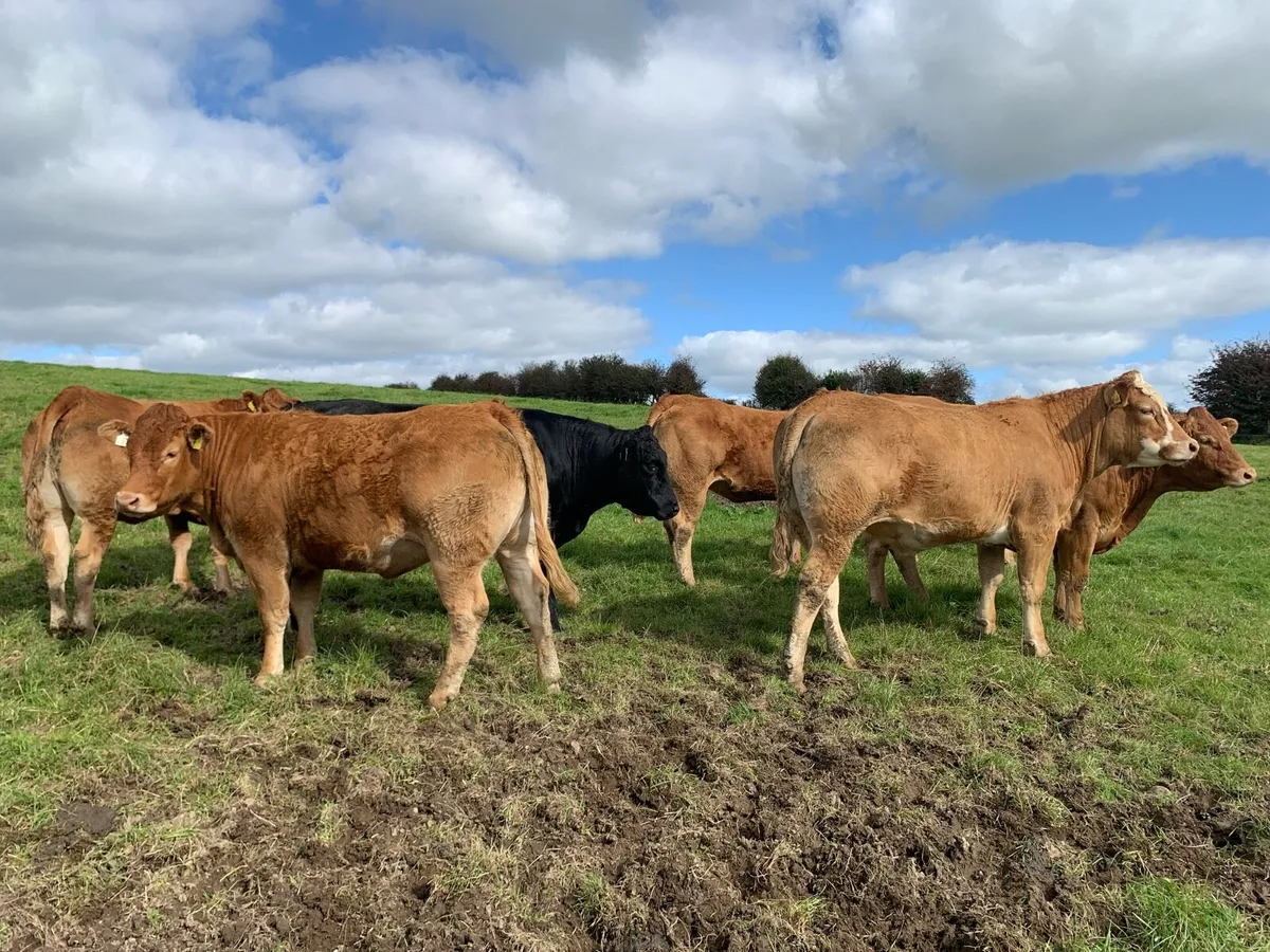 Limousine Heifers for breding - Image 1