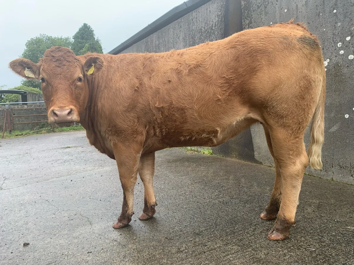 Limousine Heifers for breding - Image 2