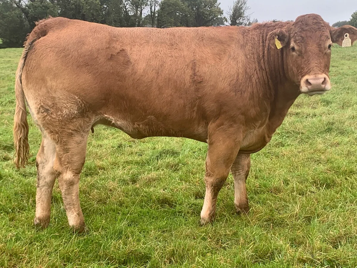 Limousine Heifers for breding - Image 4