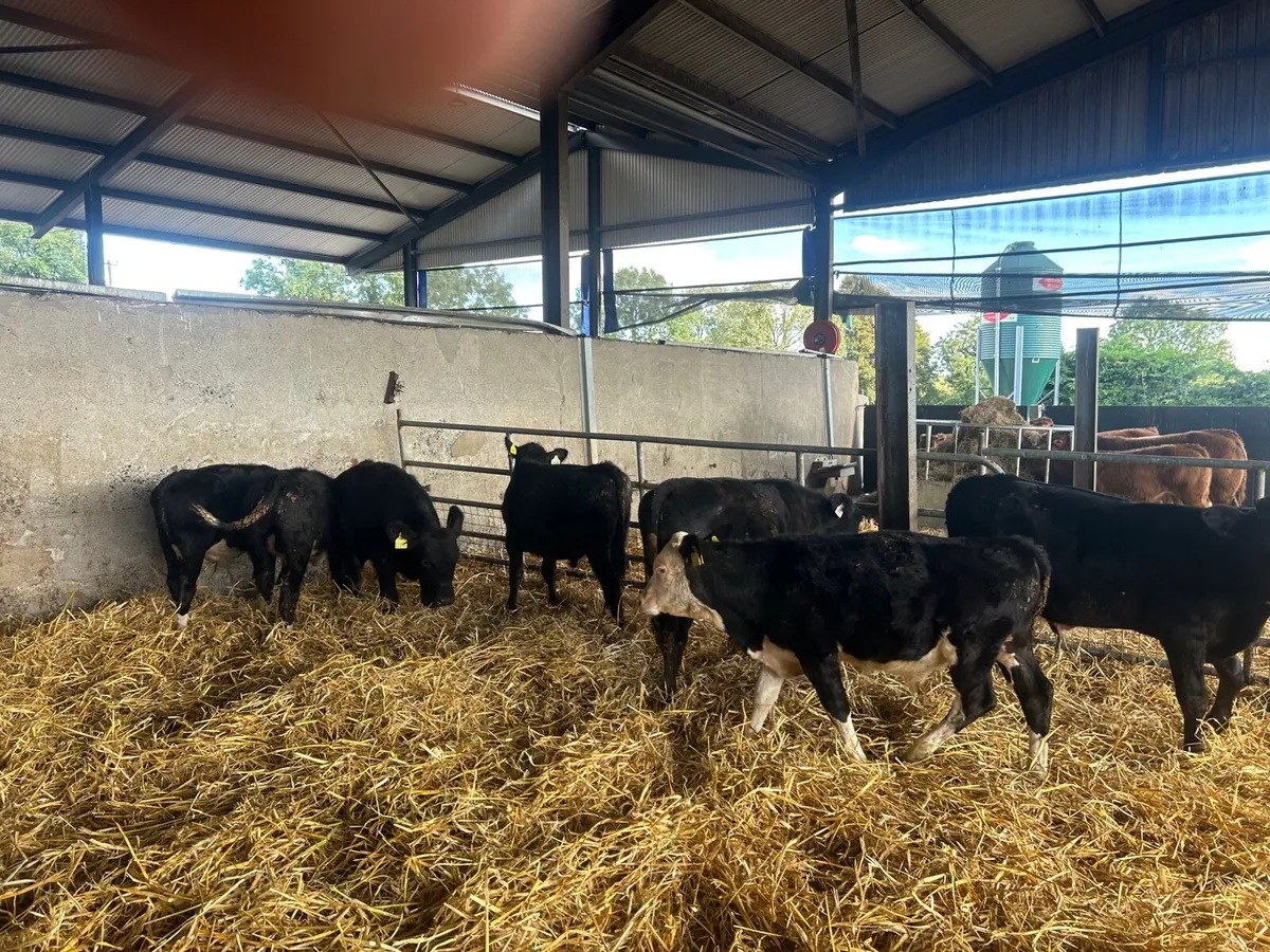 7 super Angus Hereford bull weanlings - Image 1