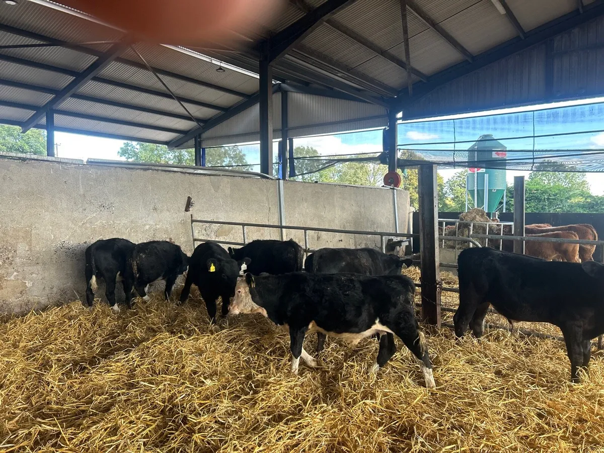 7 super Angus Hereford bull weanlings - Image 2
