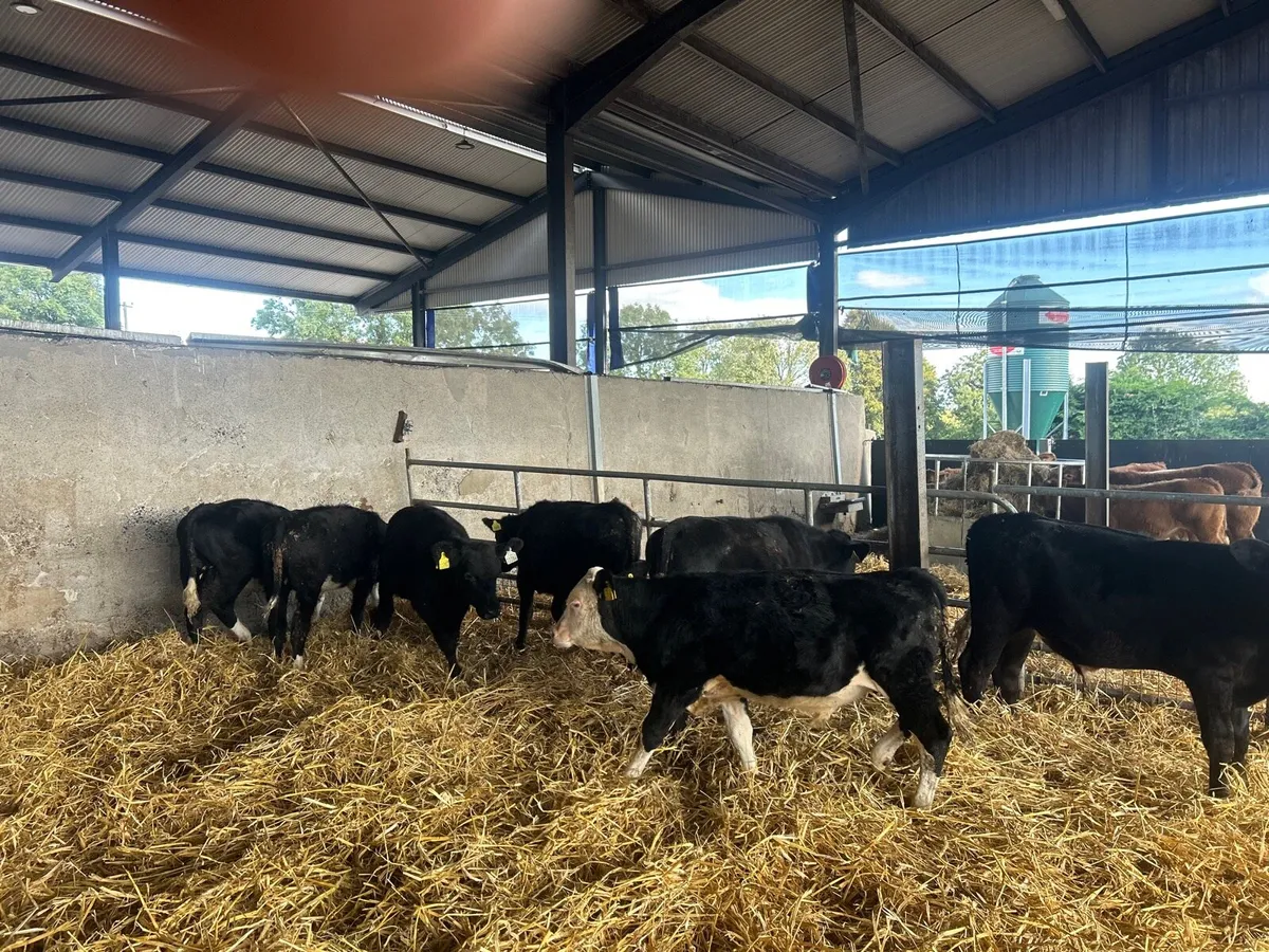 7 super Angus Hereford bull weanlings - Image 3