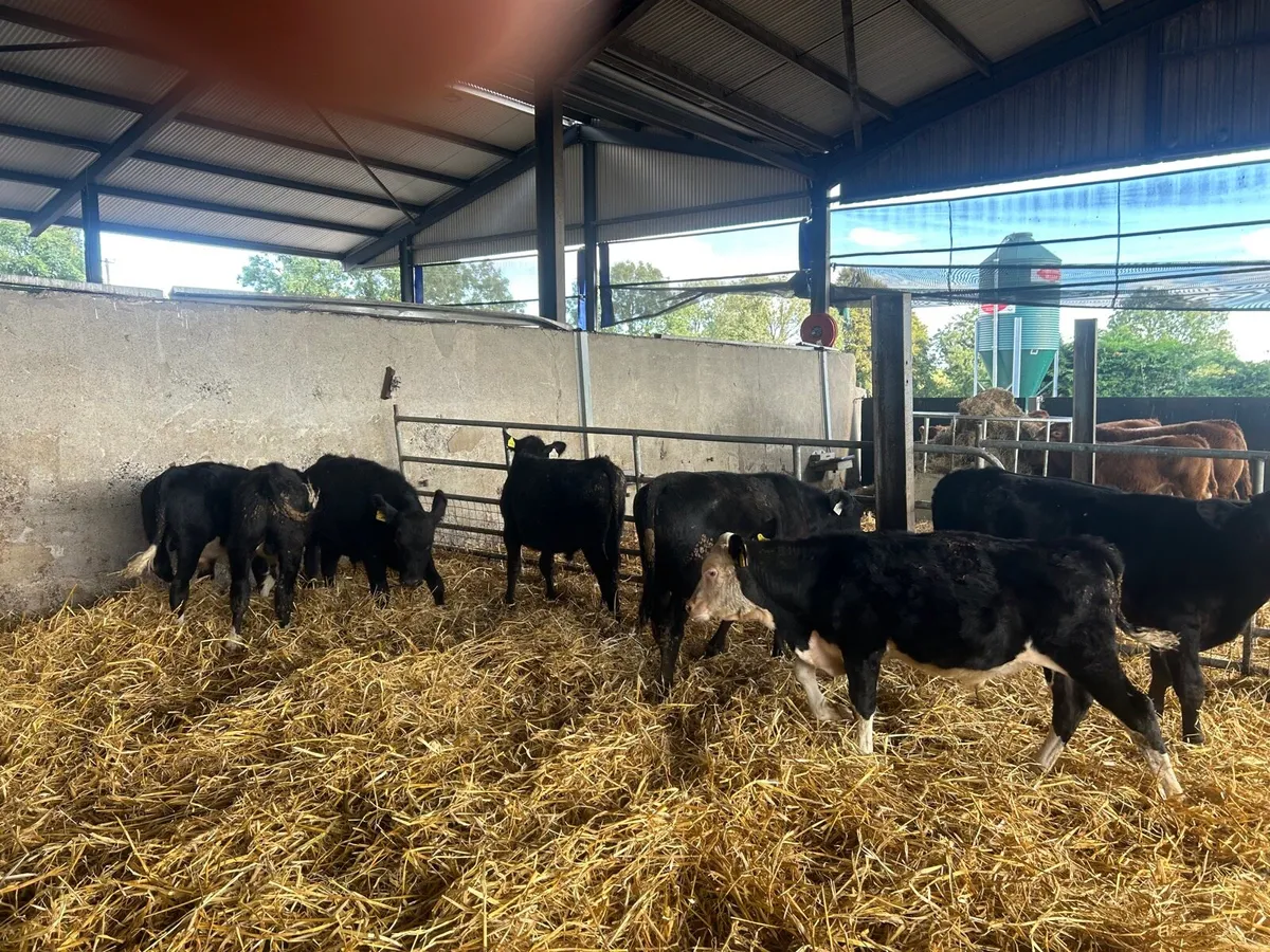 7 super Angus Hereford bull weanlings - Image 4