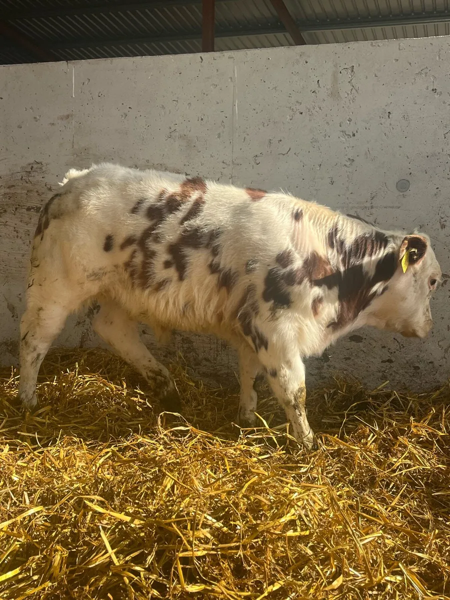 75% BB ROAN BULL CALF - Image 1