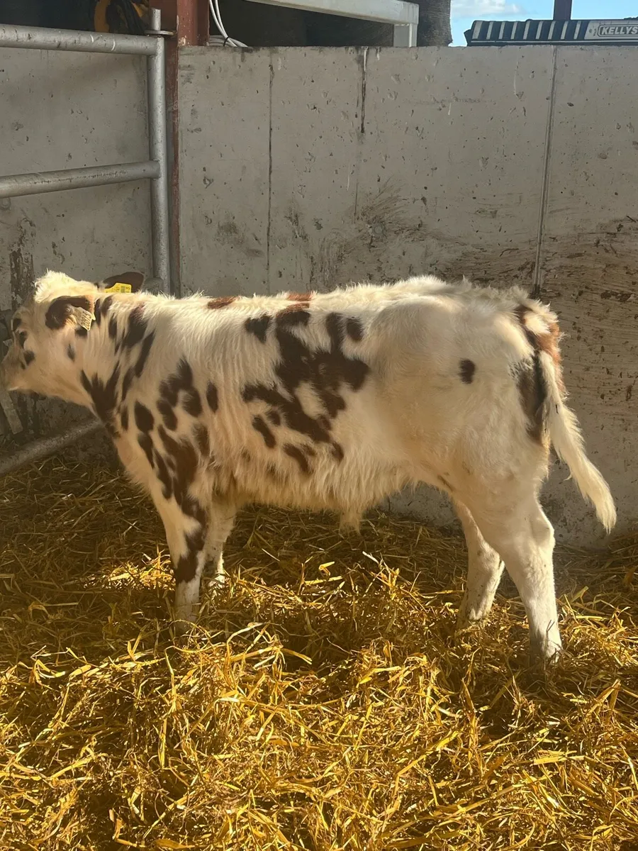 75% BB ROAN BULL CALF - Image 2