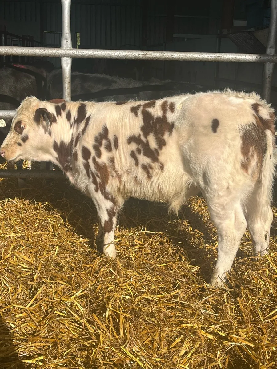 75% BB ROAN BULL CALF - Image 4