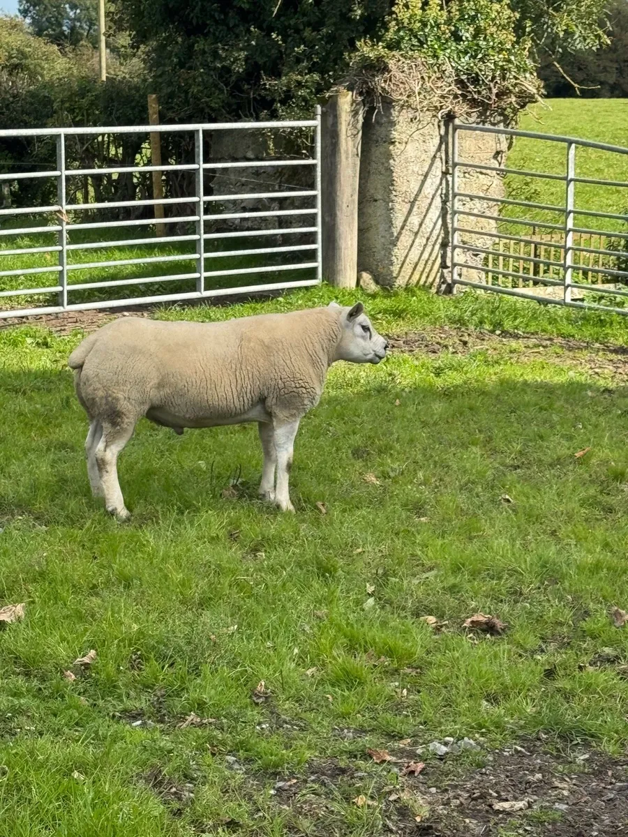 Texel ram - Image 1
