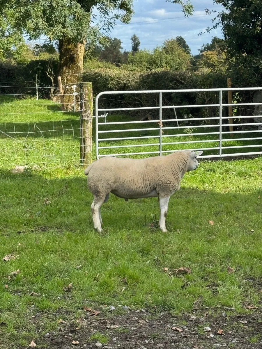 Texel ram - Image 2