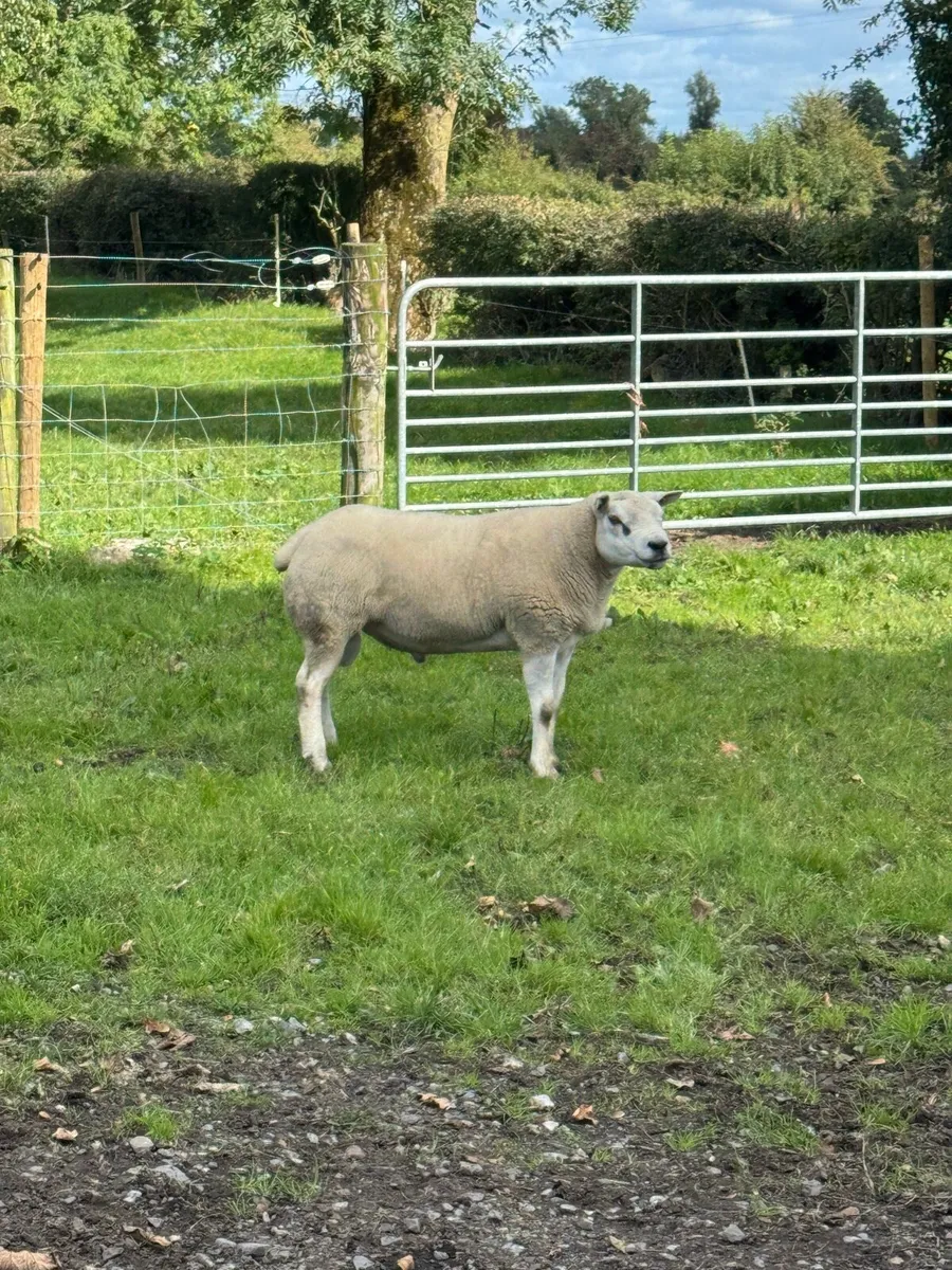 Texel ram - Image 3