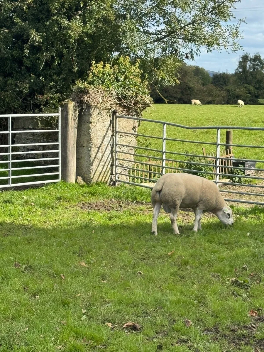 Texel ram - Image 4