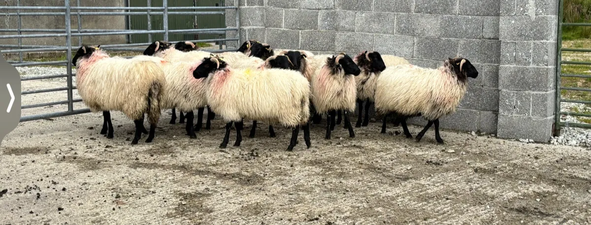 Organic Black faced mountain ewe lambs - Image 2