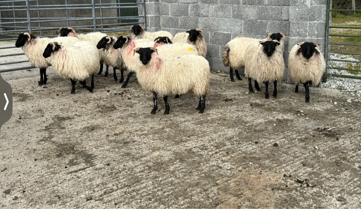 Organic Black faced mountain ewe lambs - Image 3