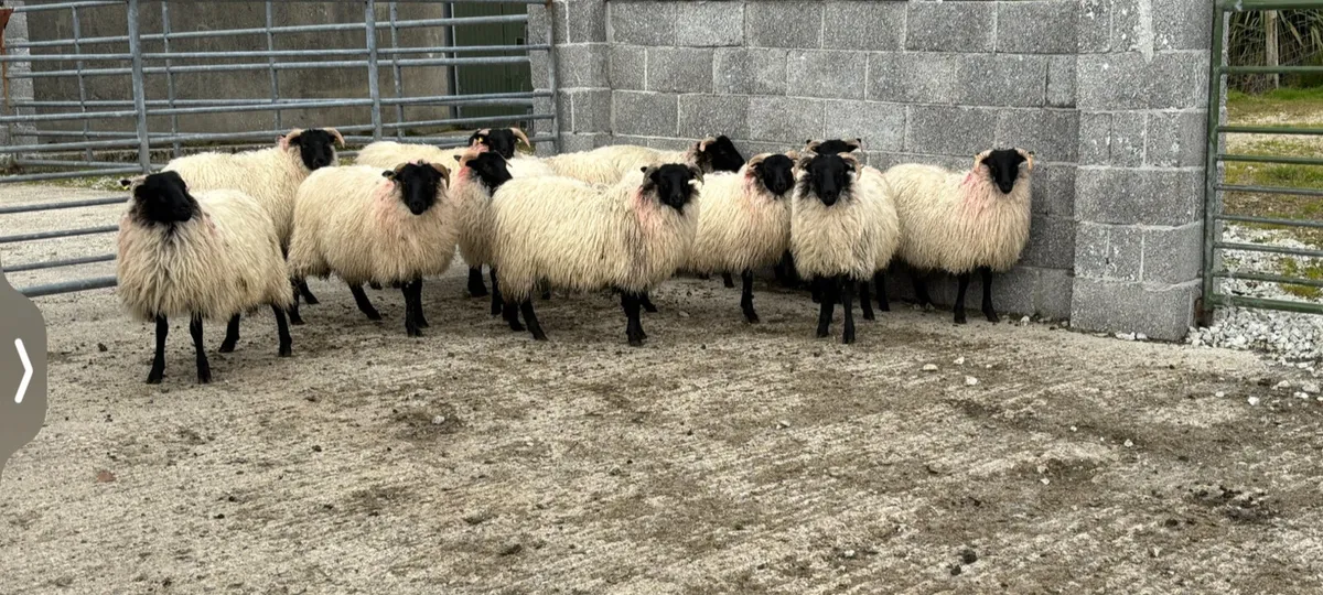 Organic Black faced mountain ewe lambs - Image 4