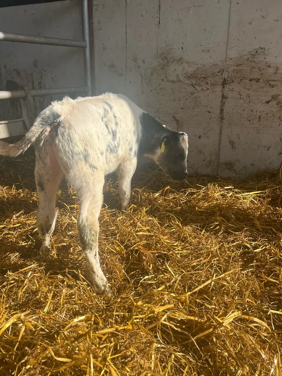 Blue bull calf